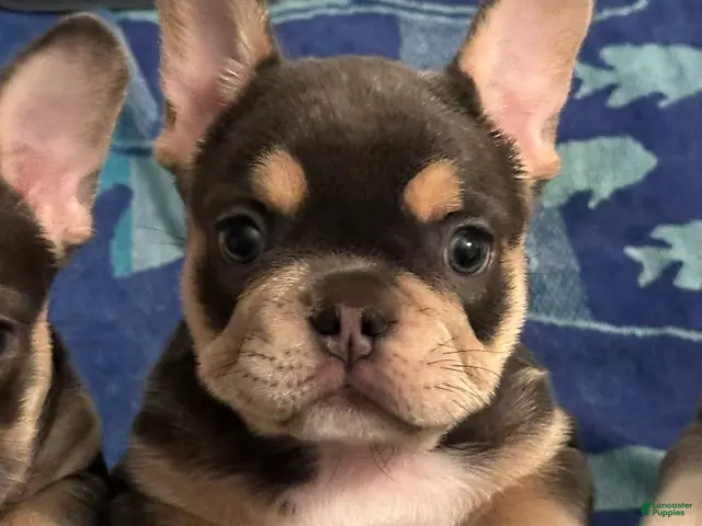 French Bulldog dogs for sale: Mystique - Ad 2