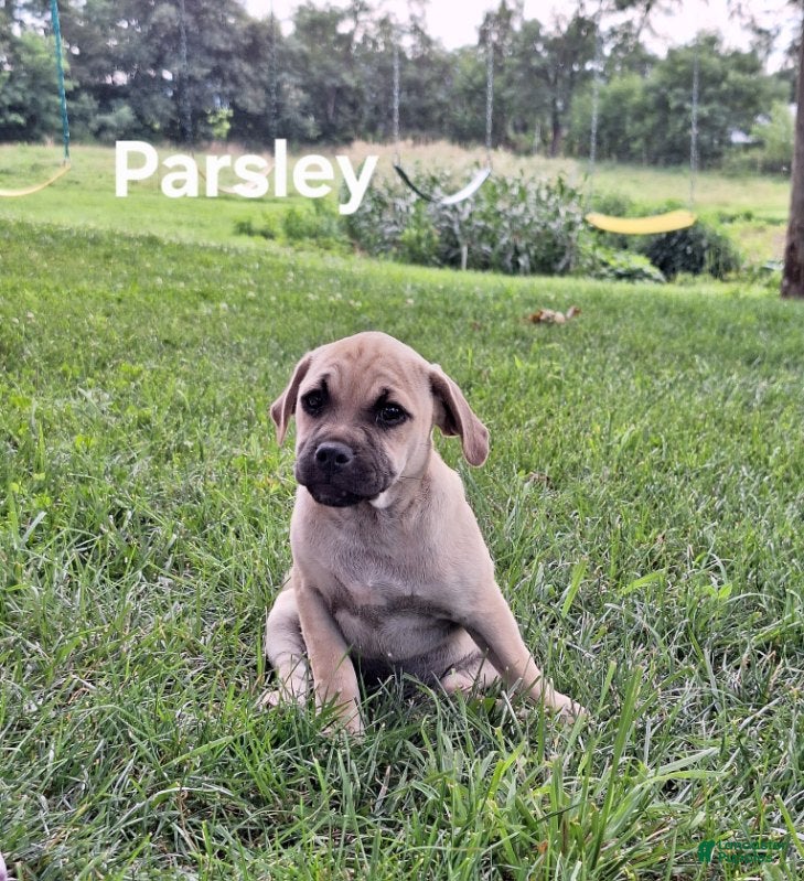 Jug dogs Parsley - Ad 1