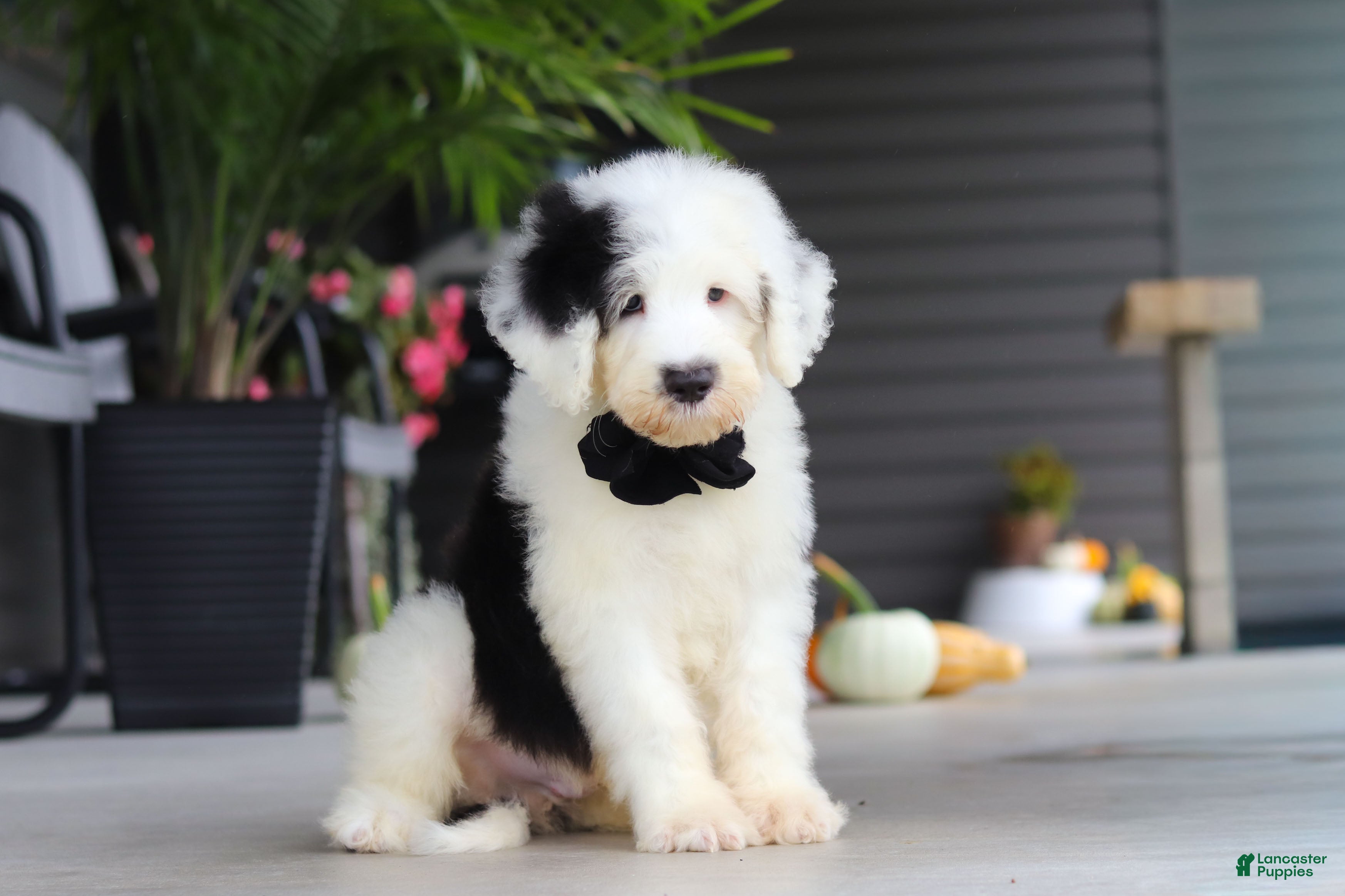 Sheepadoodle dogs Thomas - Ad 1