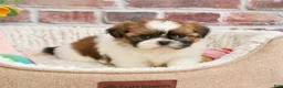 Shih Tzu dogs for sale: Flower  - Ad 5