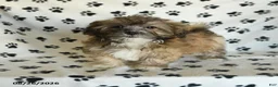 Mixed Breed dogs for sale: Uriel - Ad 11