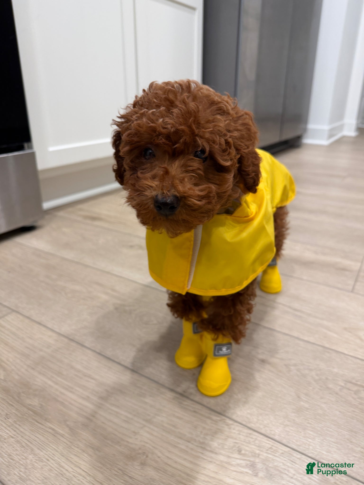 Toy Poodle dogs Toy Poodle Puppy 1 - Ad 27