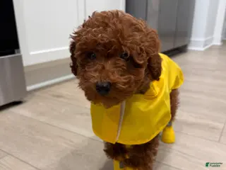 Toy Poodle dogs Toy Poodle Puppy 1 - Ad 27