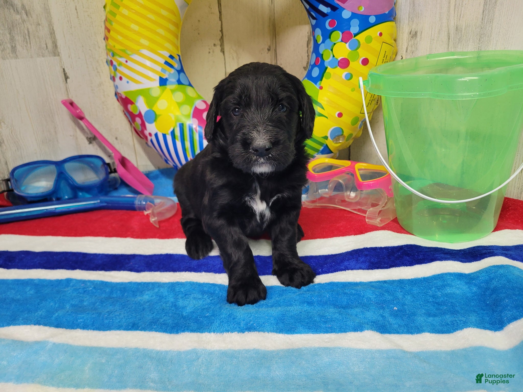 Goldendoodle dogs F1 StringBean - Ad 30