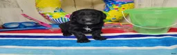 Goldendoodle dogs for sale: F1 StringBean - Ad 2