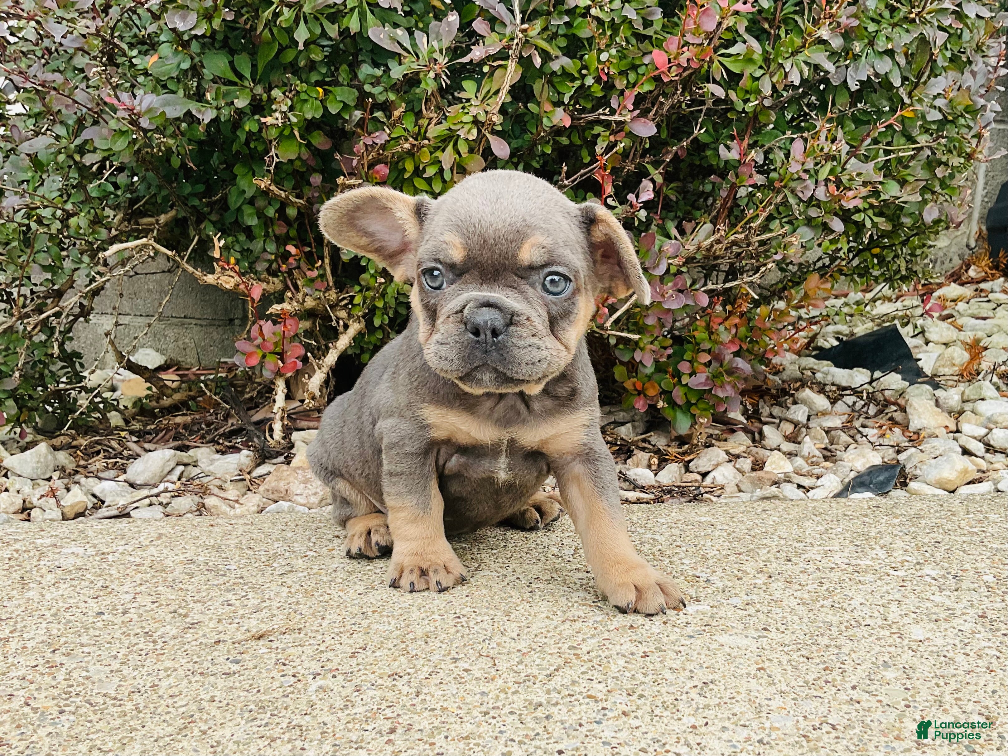 French Bulldog dogs Sadie - Ad 2