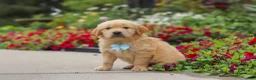 Golden Retriever dogs for sale: Banjo - Ad 6