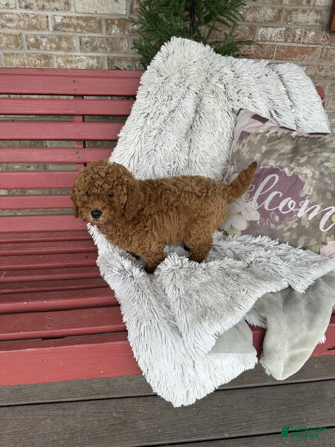 Mixed Breed dogs for sale: Jack - Ad 2