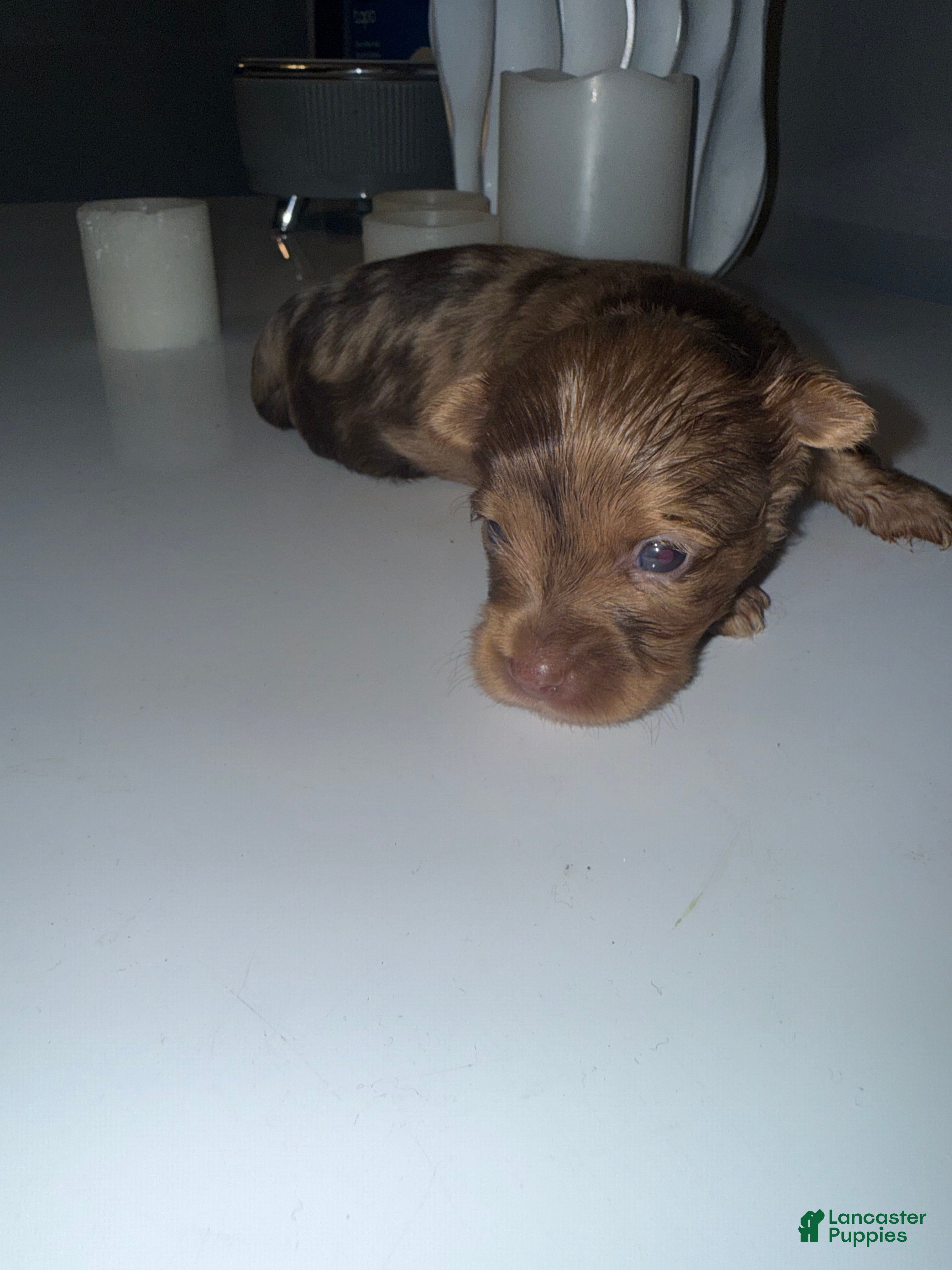 Yorkshire Terrier dogs Simba - Ad 1