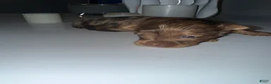 Simba