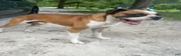 Boxer dogs for sale: Boxer 1 - Ad 3