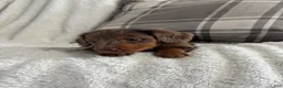 Miniature Dachshund dogs for sale: Puppy 1 - Ad 6