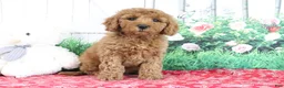 Mini Goldendoodle dogs for sale: Tessa - Ad 4