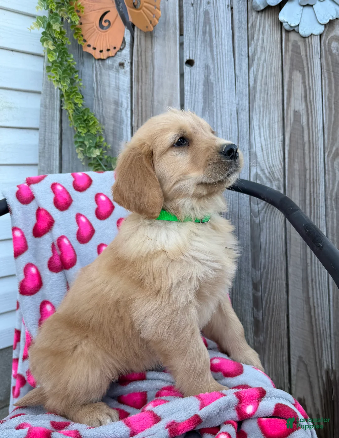 Golden Retriever dogs for sale: A J - Ad 3