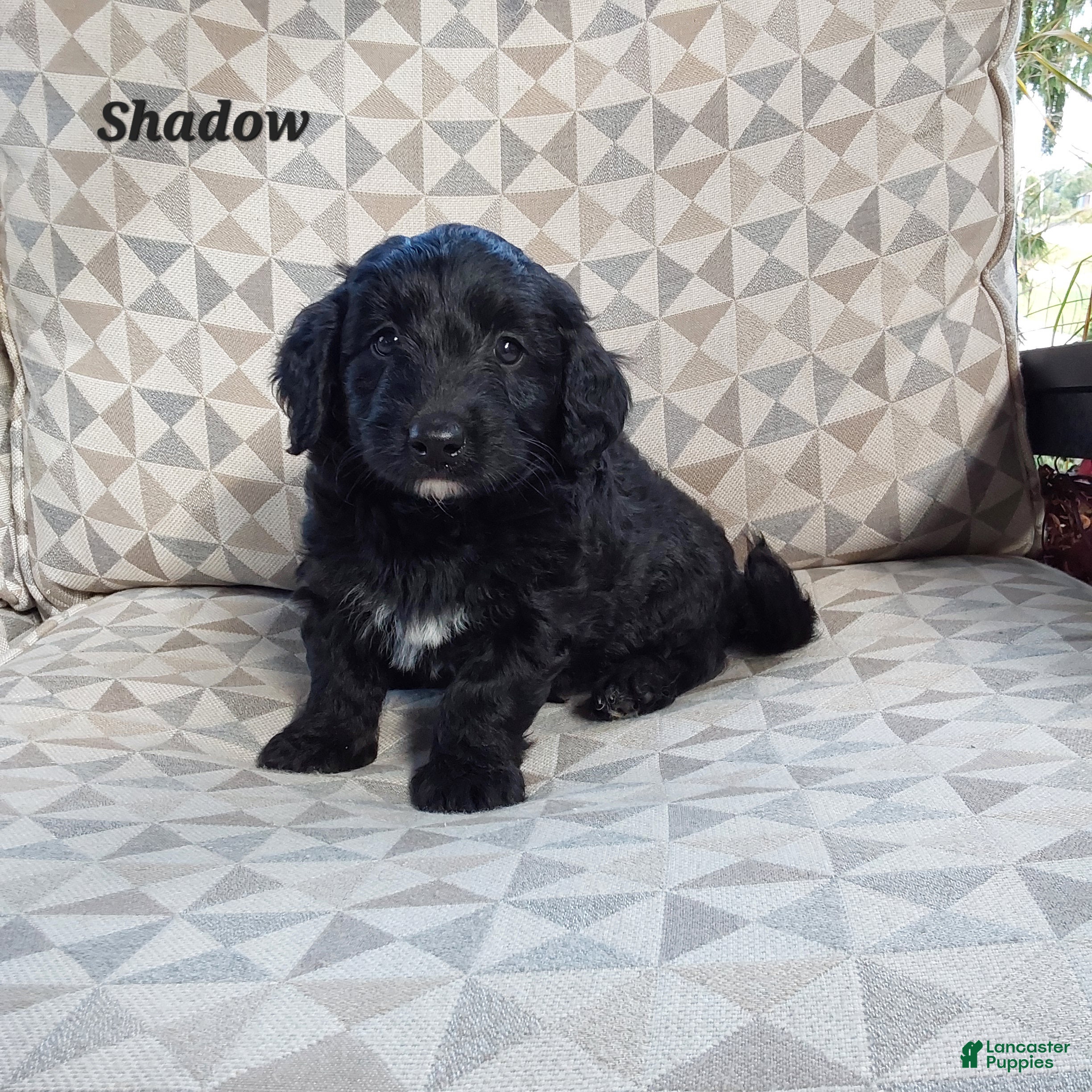 Miniature Labradoodle dogs Shadow - Ad 29