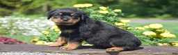 Rottweiler dogs for sale: Rusty - Ad 3