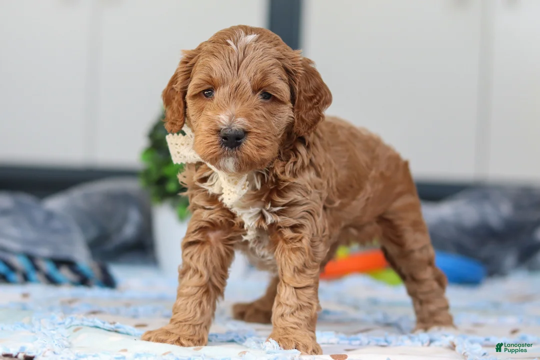 Mini Goldendoodle dogs for sale: Neo - Ad 3