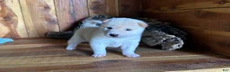 Shiba Inu dogs for sale: Shiba Inu Puppy 3 - Ad 1