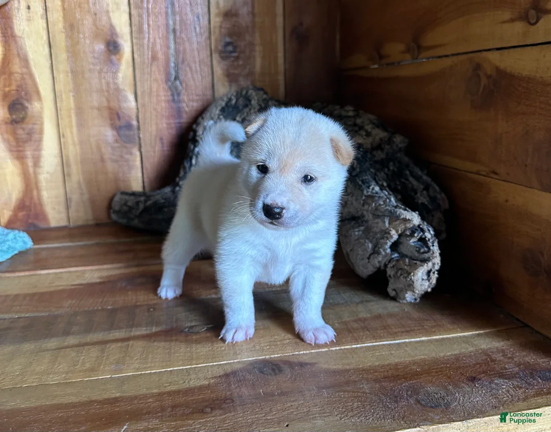 Shiba Inu dogs for sale: Shiba Inu Puppy 3 - Ad 1