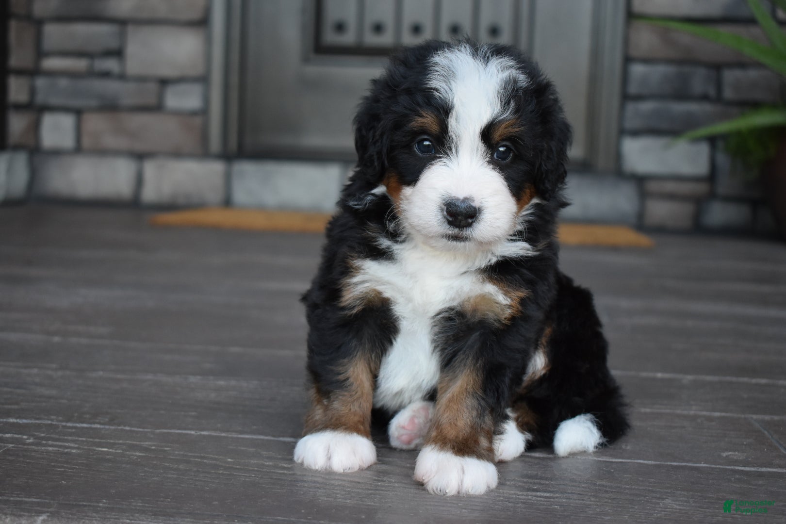 Mini Bernedoodle dogs Chip - Ad 2
