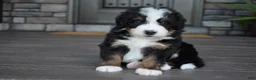 Mini Bernedoodle dogs for sale: Chip - Ad 2