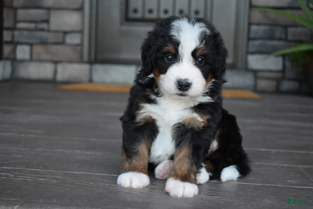 Mini Bernedoodle dogs for sale: Chip - Ad 2