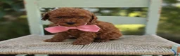 Toy Poodle dogs for sale: Bella - Ad 5