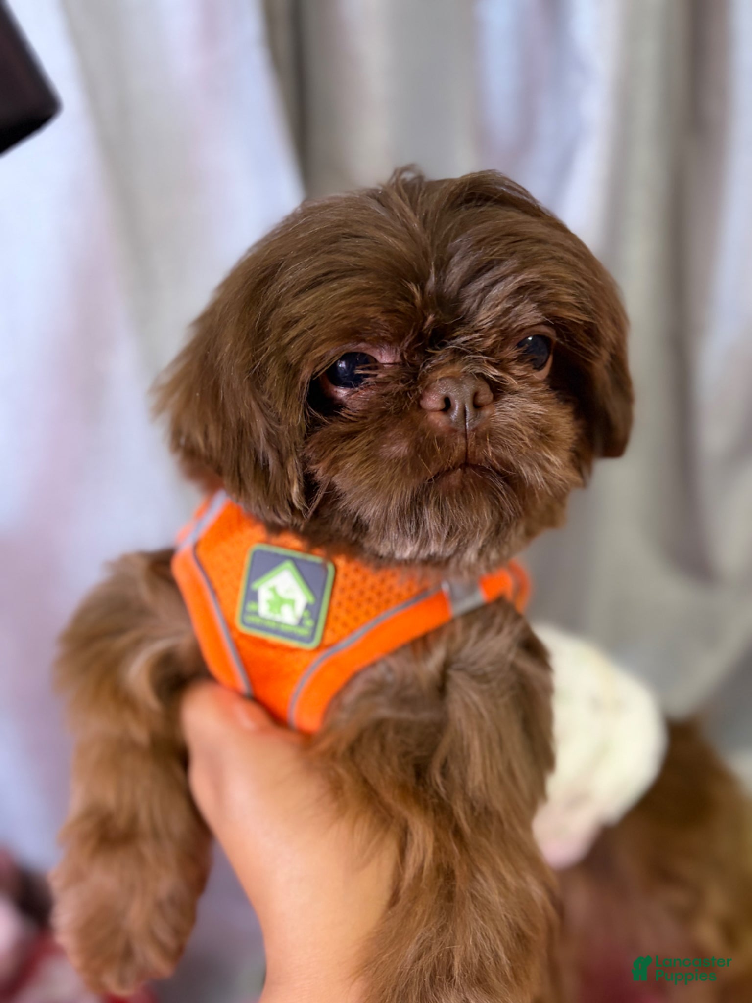 Shih Tzu dogs Akc&OFA liver Shih Tzu stud - Ad 1
