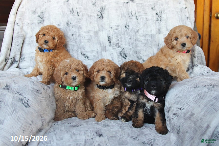 Cavapoo dogs Penny - Ad 2
