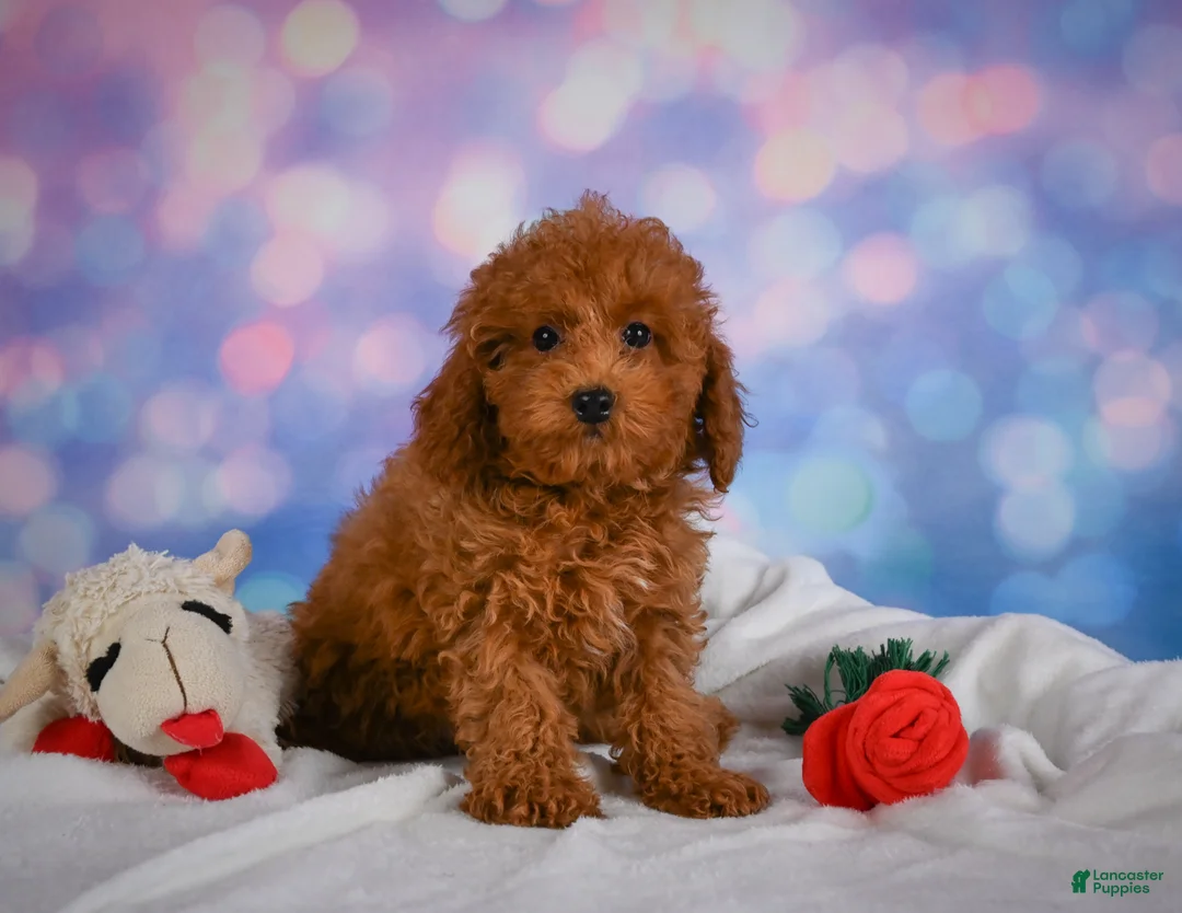 Miniature Poodle dogs for sale: Jamon - Ad 2