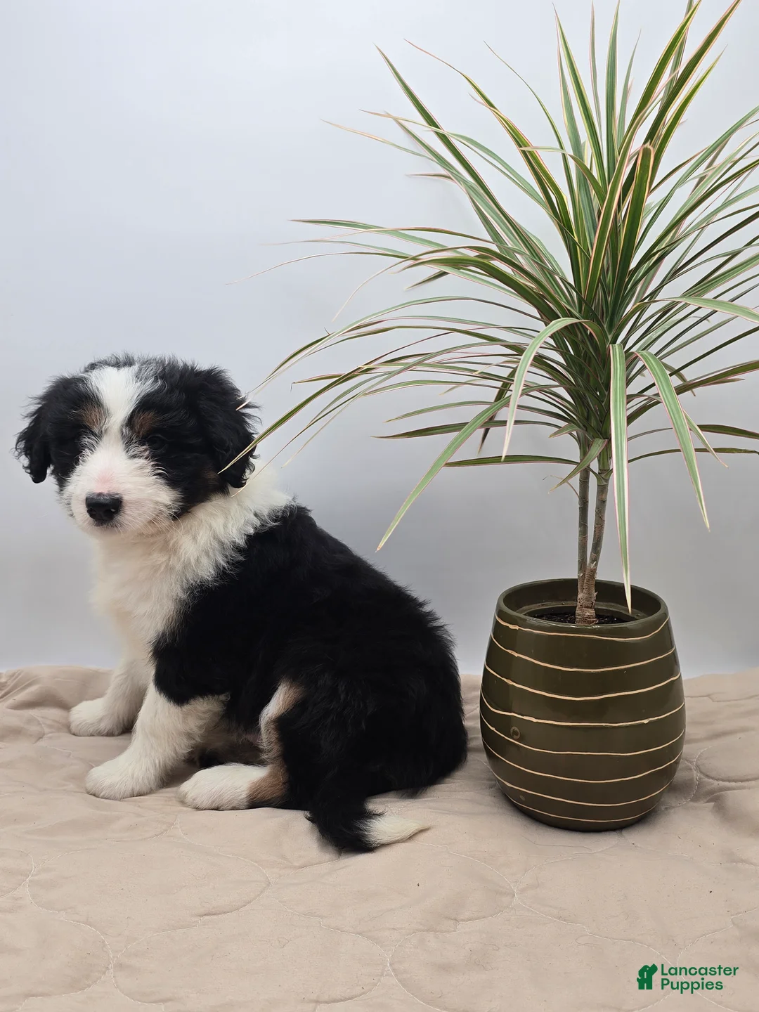 Aussiedoodle dogs for sale: Jude - Ad 3
