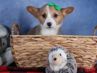 Welsh Corgi Pembroke dogs Mario - Ad 15