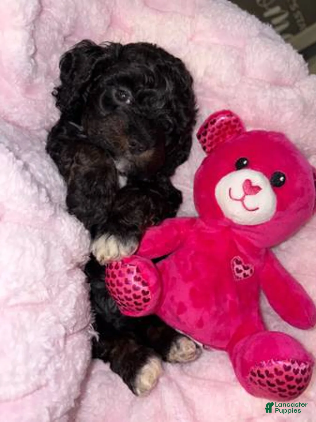 Cockapoo dogs for sale: Onyx Toy cockapoo - Ad 1