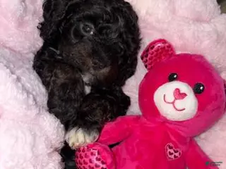 Cockapoo dogs Onyx Toy cockapoo - Ad 39