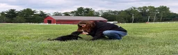 Labrador Retriever dogs for sale: Ace - Ad 1