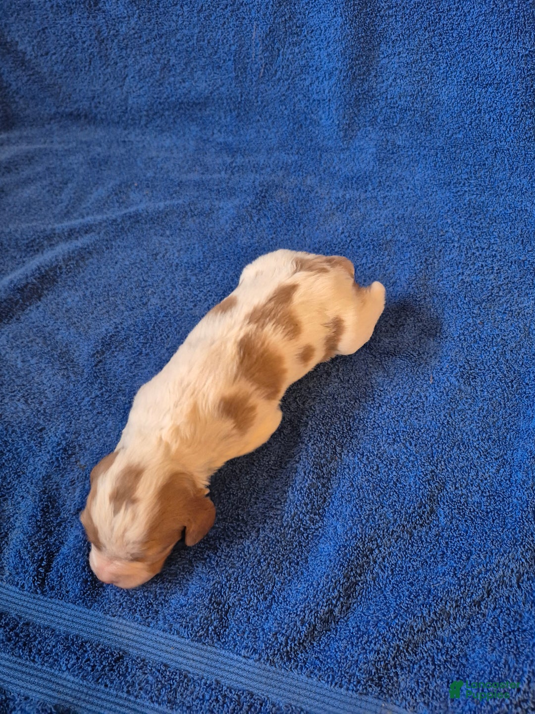 Brittany Spaniel dogs for sale: Pluto - Ad 7