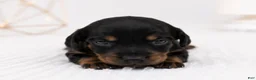 Miniature Dachshund dogs for sale: Miniature Dachshund 3 - Ad 4