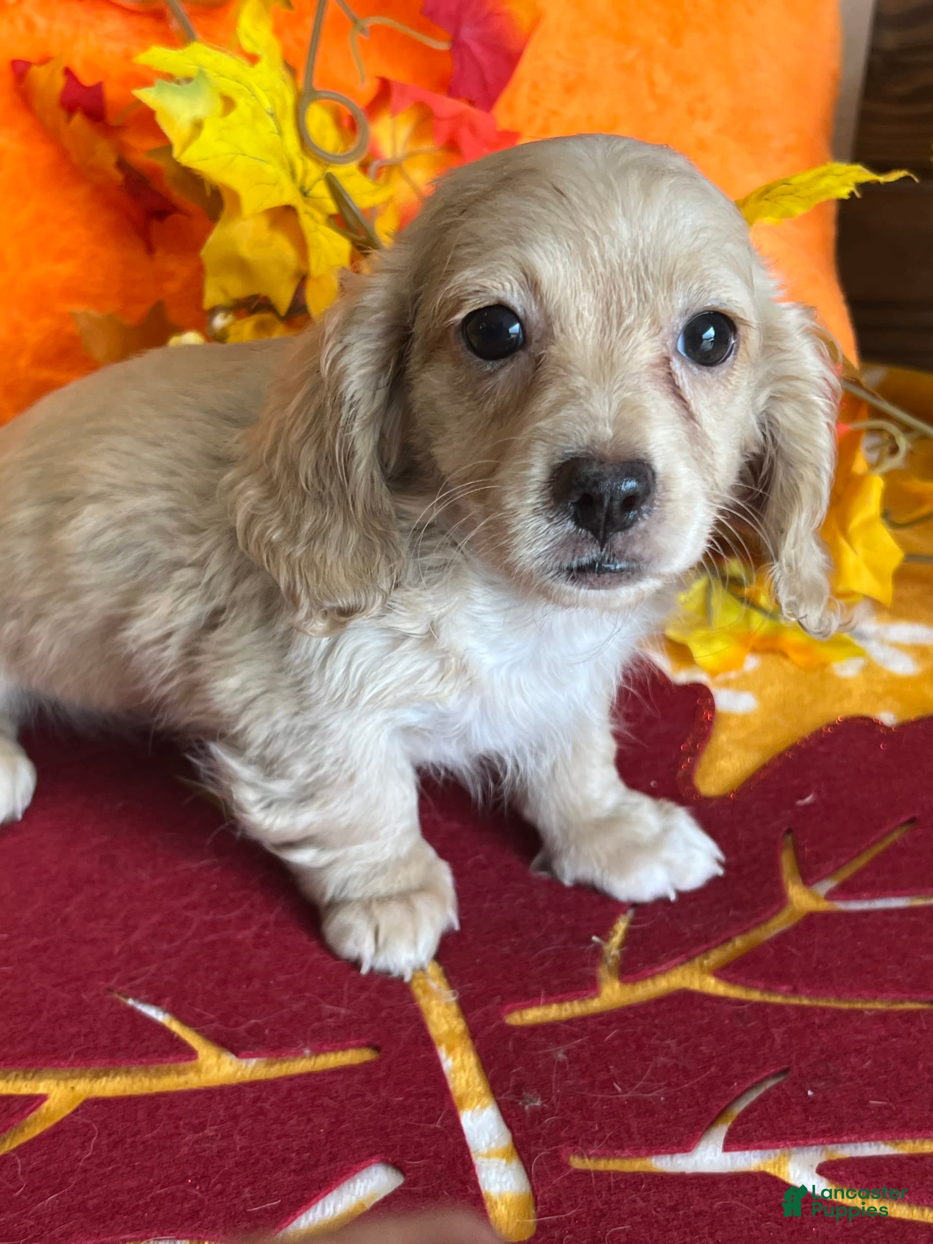 English Cream Dachshund Baby Dachshund Long Hair Golden Retriever