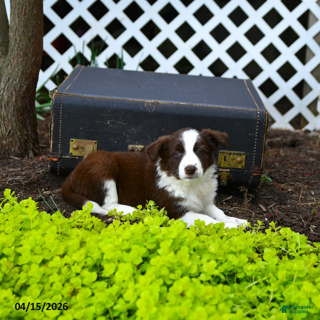 Border Collie dogs for sale: Lacey - Ad 2