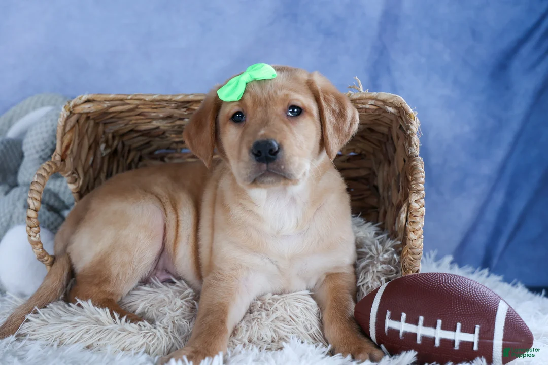 Labrador Retriever dogs for sale: DEXTER - Ad 1