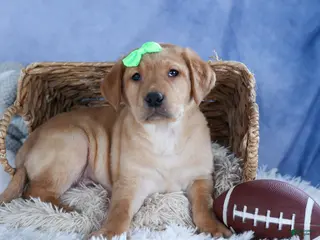 Labrador Retriever dogs for sale: DEXTER - Ad 3