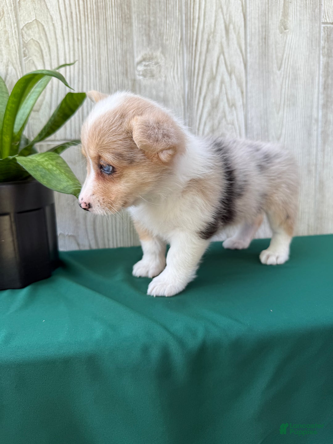 Welsh Corgi Pembroke dogs for sale: Jade - Ad 10