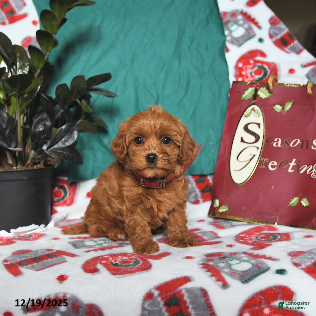Maltipoo dogs for sale: Mandy - Ad 2