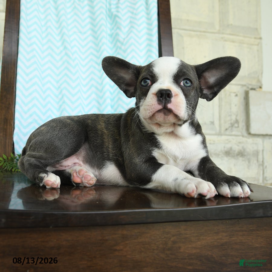 Frenchton dogs Johnny - Ad 2