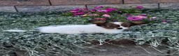 Papillon dogs for sale: Ruby  - Ad 6