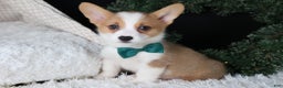 Welsh Corgi Pembroke dogs for sale: Hunter - Ad 12