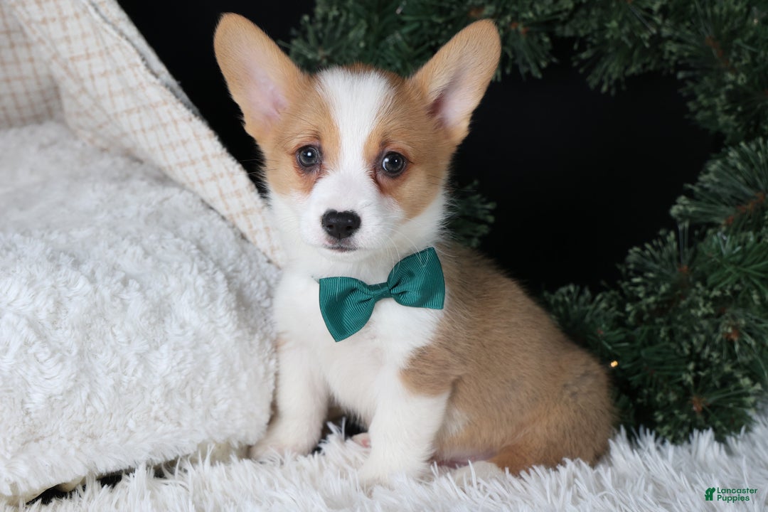 Welsh Corgi Pembroke dogs for sale: Hunter - Ad 12