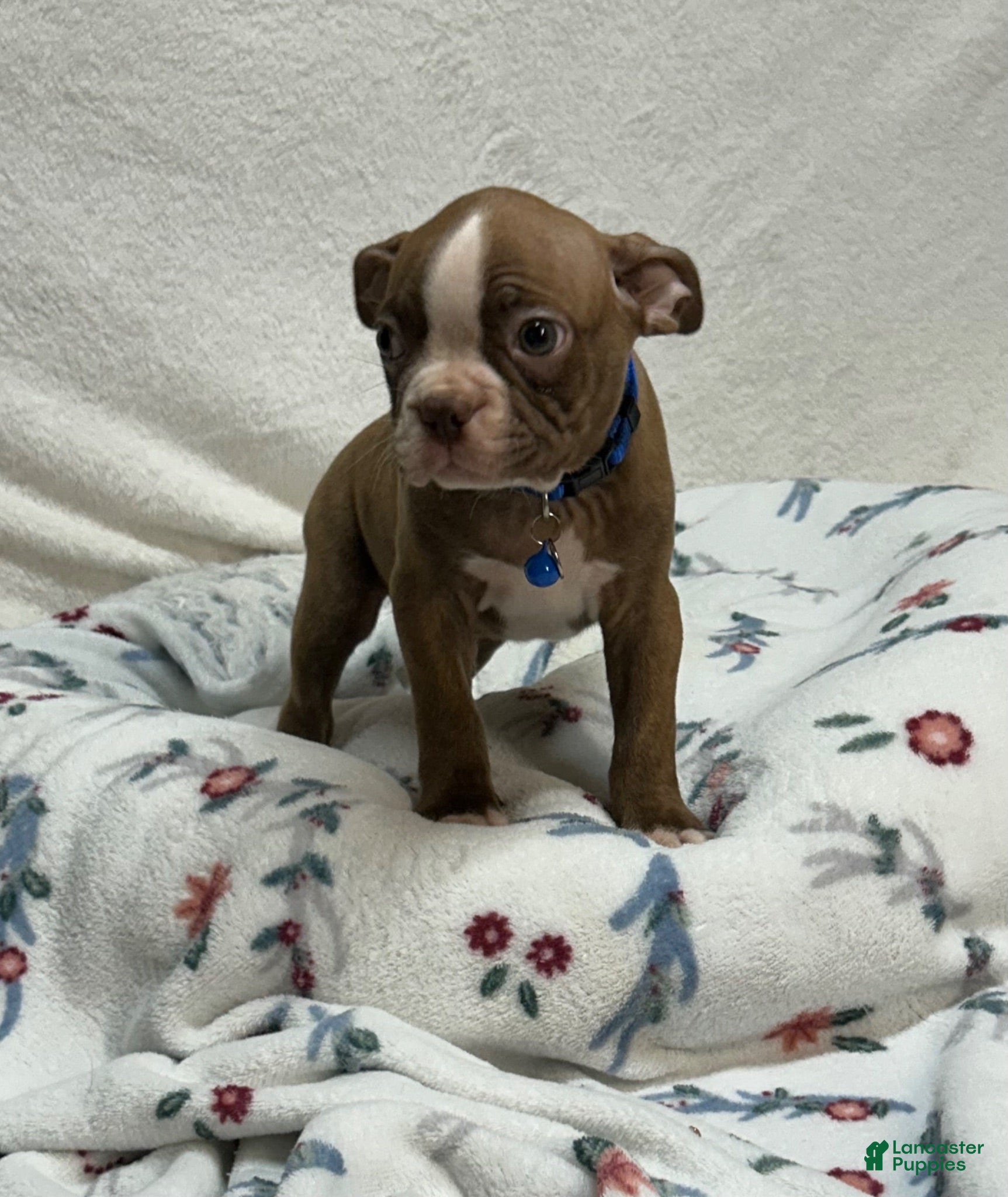 Boston Terrier dogs Bo - Ad 1