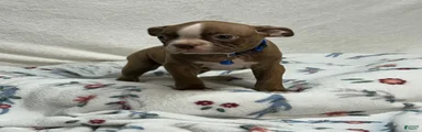 Bo