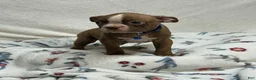 Boston Terrier dogs for sale: Bo - Ad 1